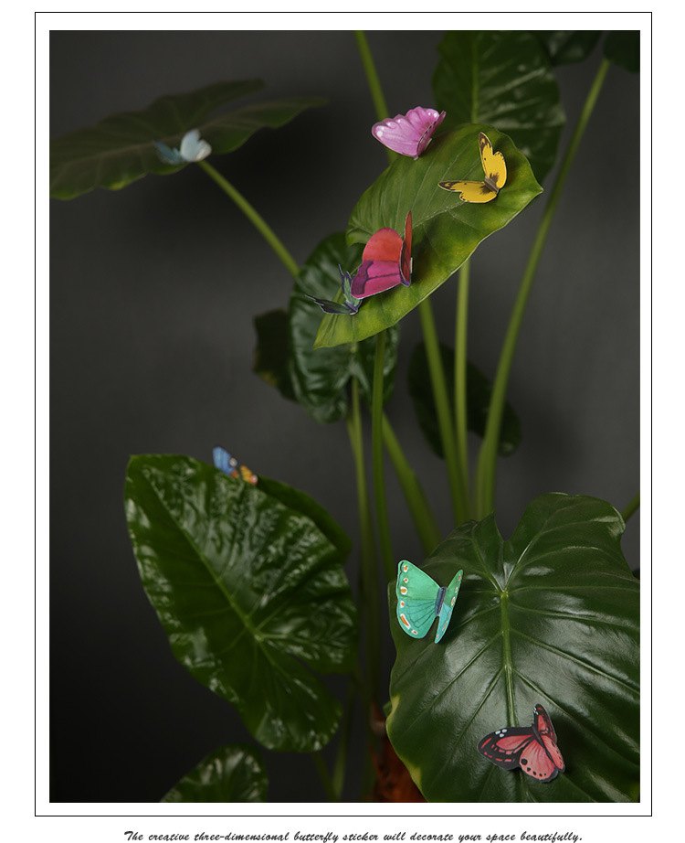 蝴蝶_14.jpg