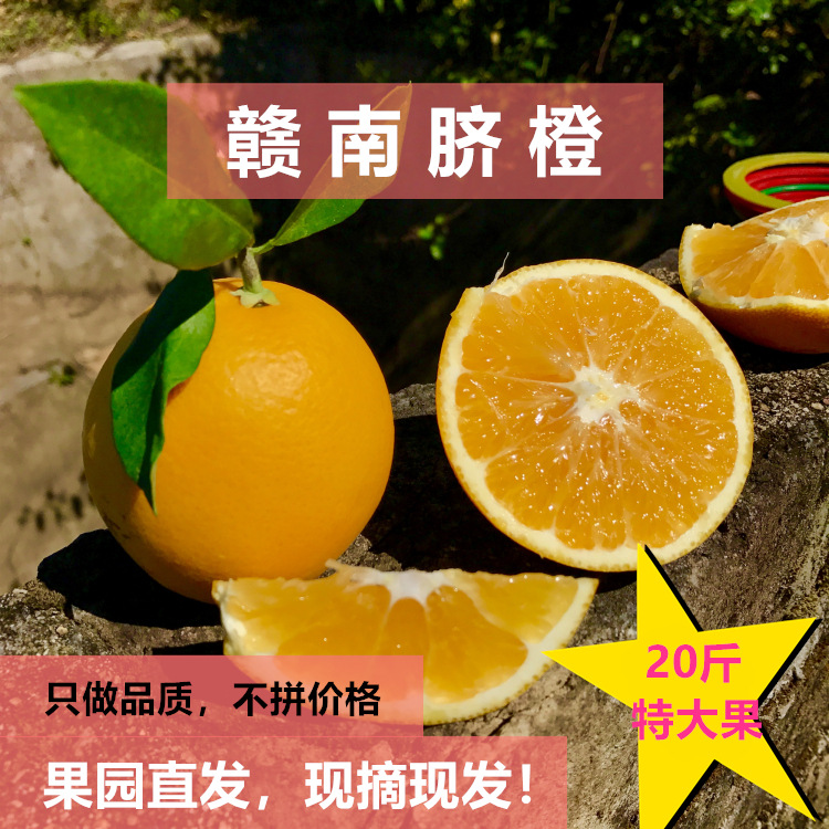 支点农业现摘现发江西赣南脐橙20斤装特大果新鲜橙子水果一件代发|ru