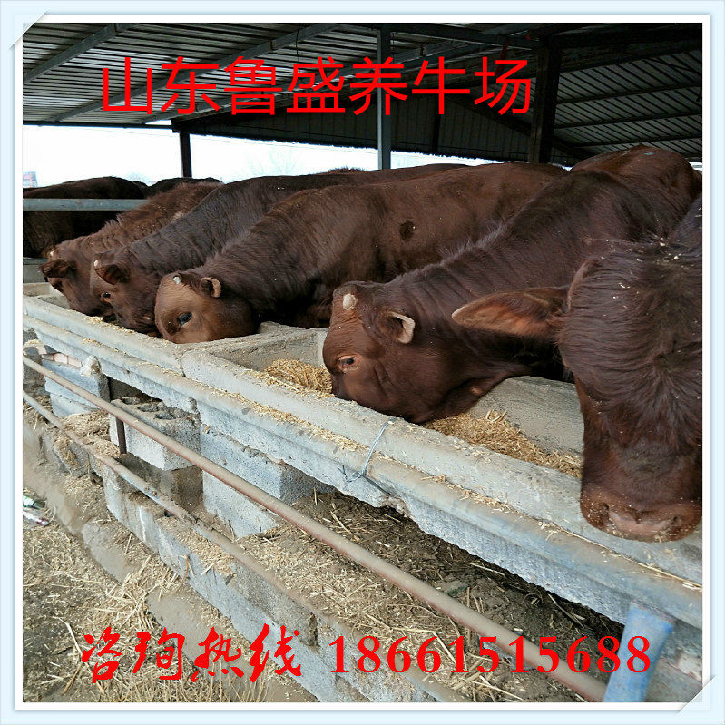 一鲁西黄牛养殖场专供 供应肉牛健 鲁西黄牛牛养殖场直销 大量供应鲁西黄牛养殖场专供 供应肉牛健 鲁西黄牛牛养殖场直销 大量供应头肉牛的利润一西门达尔孕牛鲁西黄牛肉牛养殖场