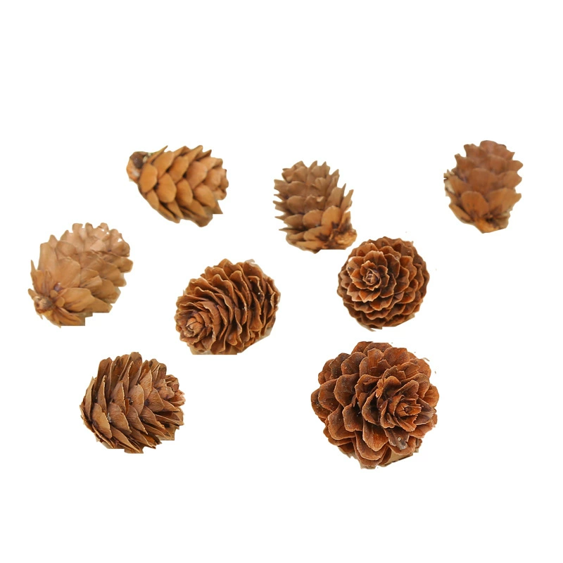 Decorations, organic pendant, 1-18cm