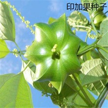 散装印加果种子南美油藤药材星油藤可以食用保健印奇果印加花生籽