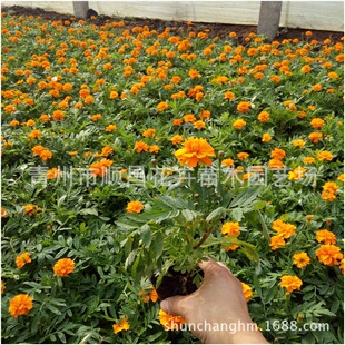 �������ݲݻ����ݻ��ܕr����ȸ�ݶ�ɫ��ȸ��