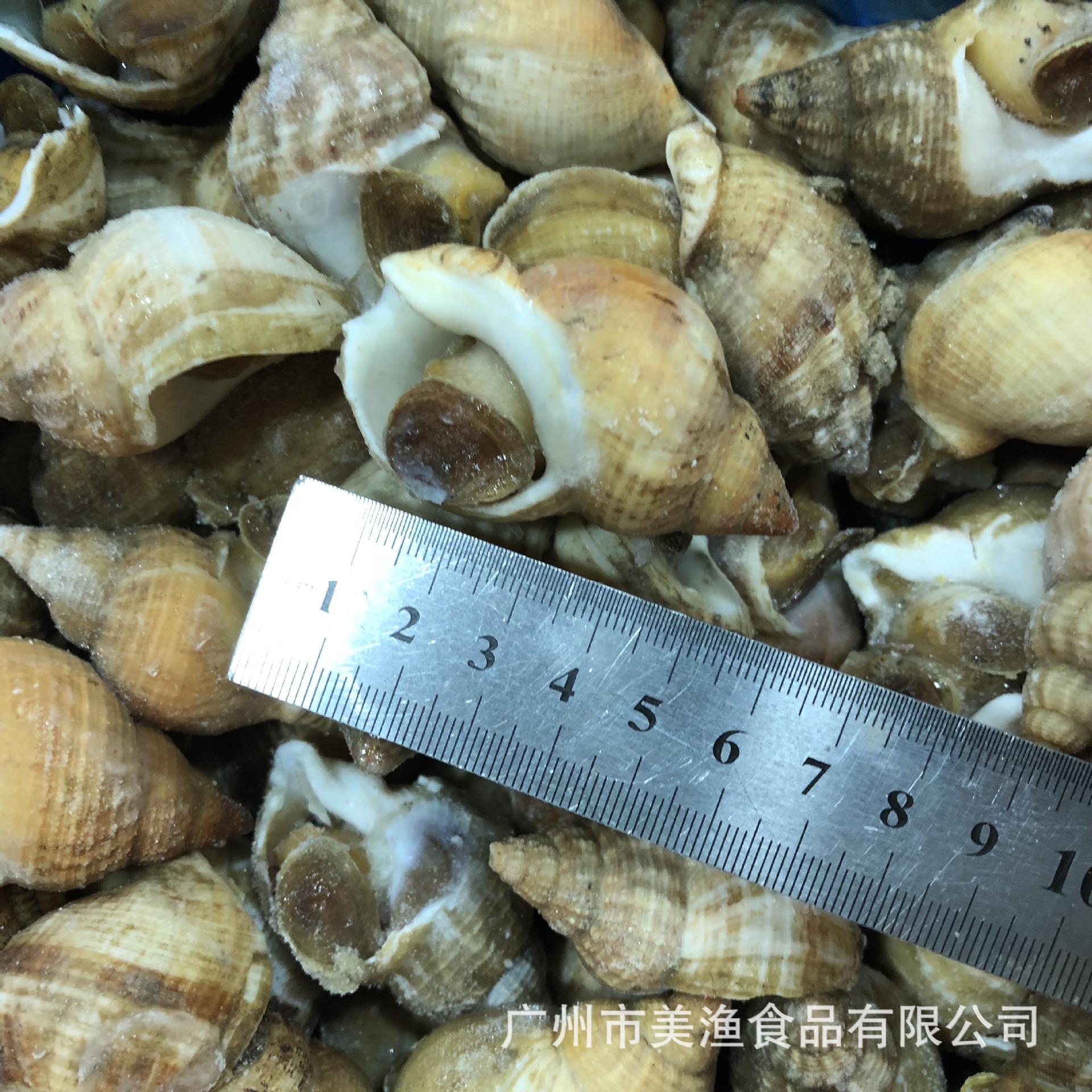 无冰熟冻翡翠螺北俄螺白螺北娥螺爱尔兰黄螺5kg件(20-40 )30-50-阿里巴巴