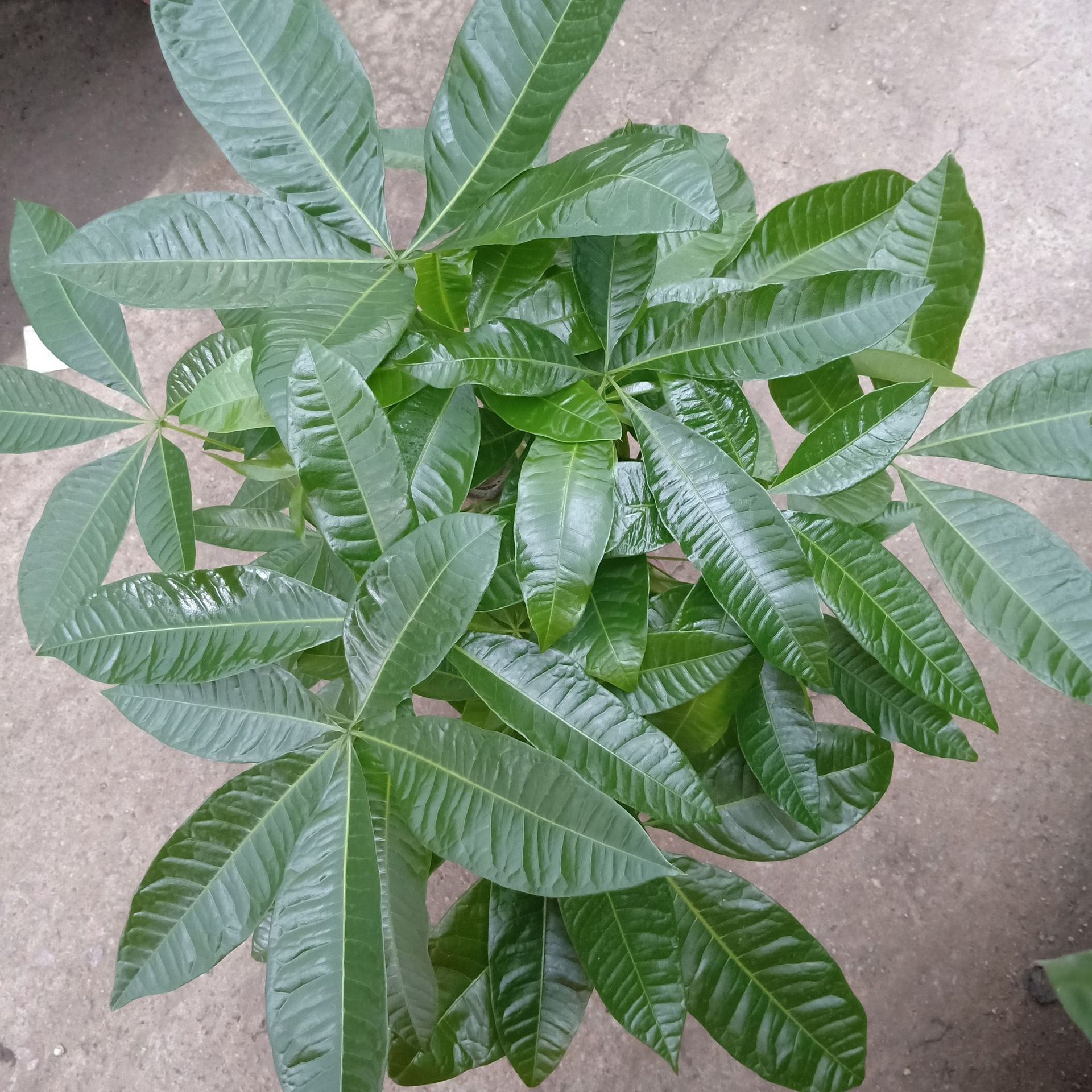 马拉巴栗是不是发财树,马拉巴栗与发财树区别,发财树别称叫什么_大山谷图库