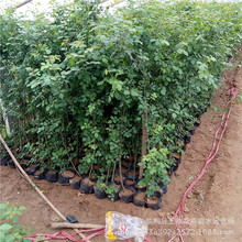 藤本月季   青州批发盆栽大花月季花苗攀援植物月季盆栽蔷薇花