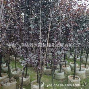 ����ֱ�N �t���� ������ �t�~�� ���~�� �t���� ����С��G����r