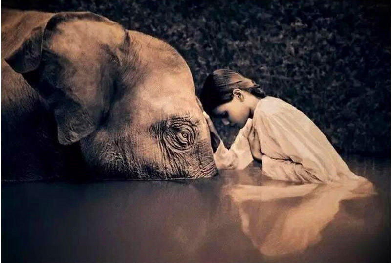 RW455 大象 女孩 40x30cm   image30.