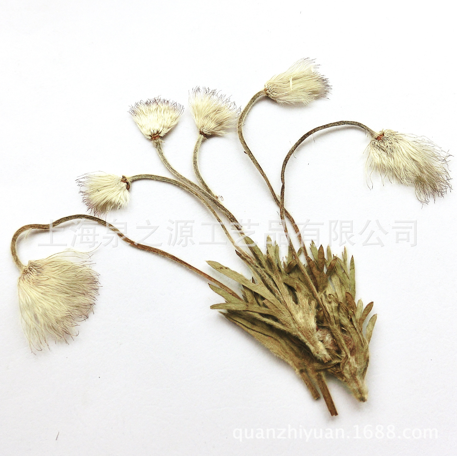 翁草花天然干花标本压花押花DIY贺卡书签植物教学材料批发直销|ms