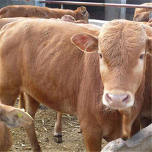 中国肉牛品种鲁西黄牛牛犊养殖场种牛报价