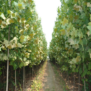 ��ͩ�������������ͩ��G��������ľ��ͩС��8-10���־G����Ǥ��