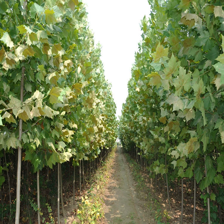 Быстро растущий французский платан дерево озеленение проекта саженцы 8-10 см Дерево масельного дерева