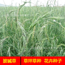 |ݷNͺݷNӸԭݷNӹ̲ѵ·߅¾GݷN