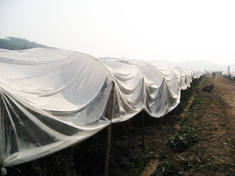 供应PE大棚膜,多功能大棚膜,茂金属西瓜膜,草莓膜