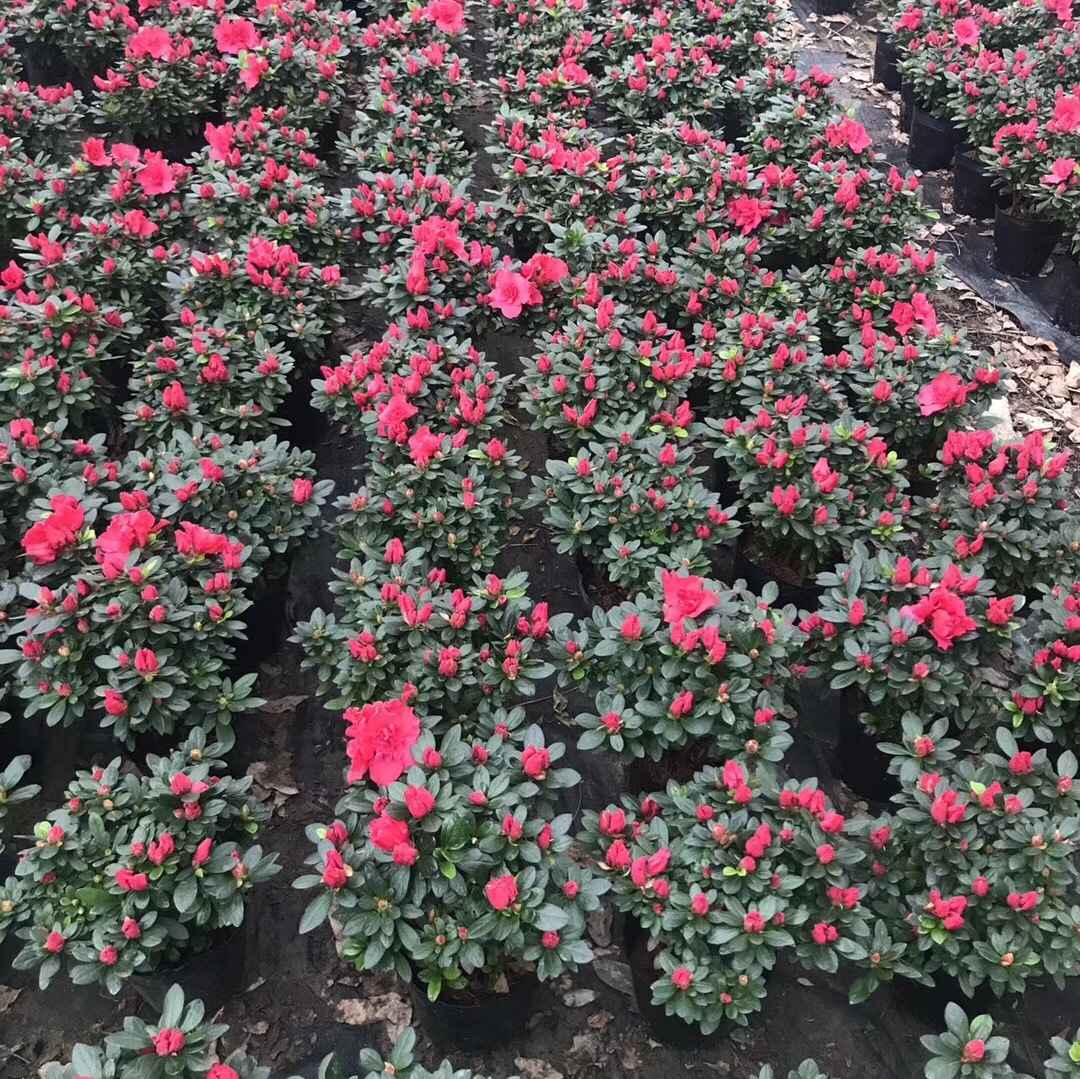 IMG_2019(20180321-001906)