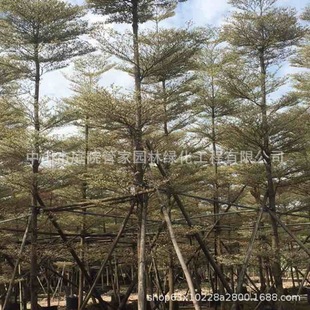 ����ֱ�N �S������ �\�~���� ���~�S�� �t�~�S�� ���N  ���~��ľ