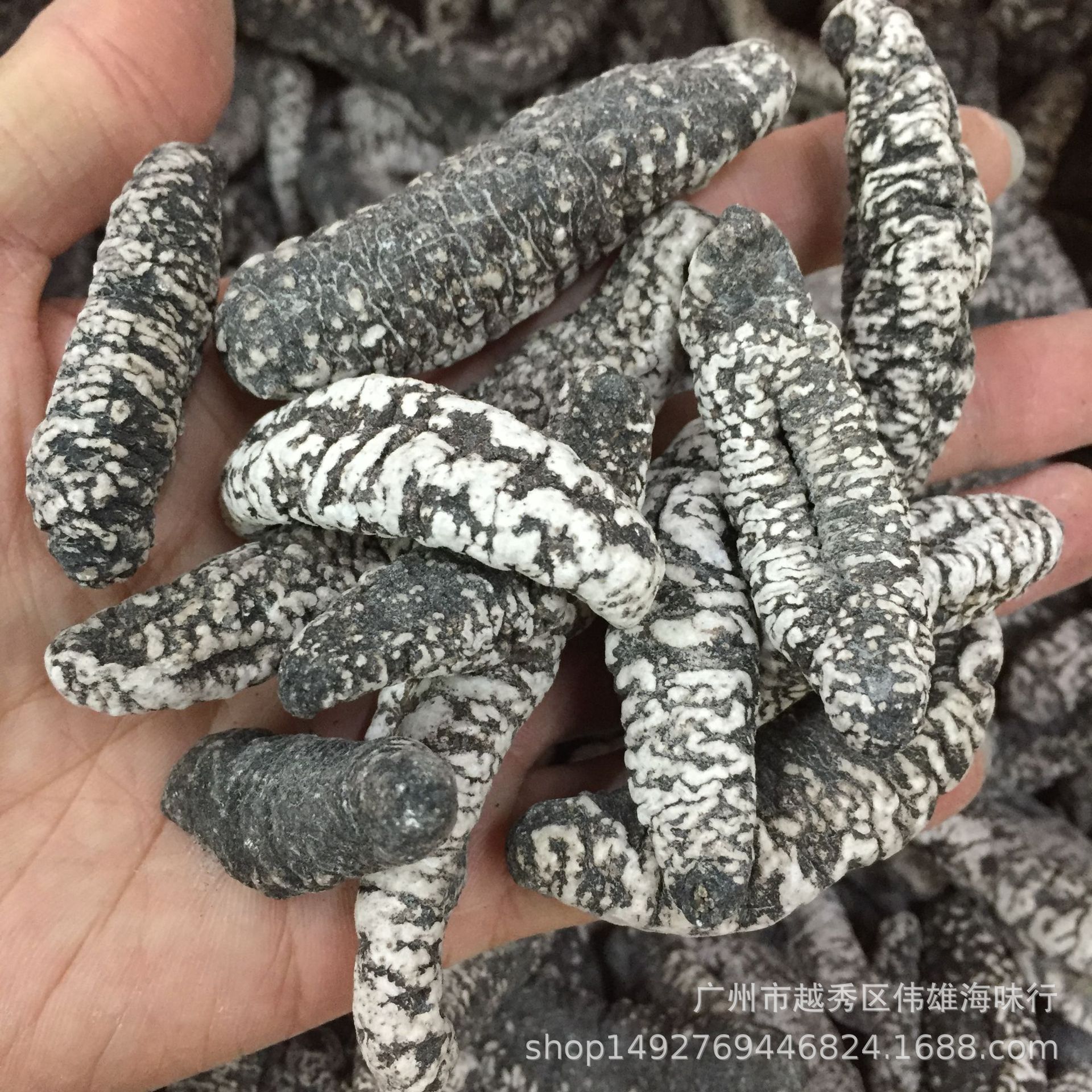 带灰土耳其参 野生白米参 白条原货土耳其参 野生海参干货批发