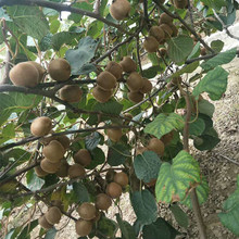 基地出售獼猴桃苗 根系發達現挖現發當年結果徐香獼猴桃苗