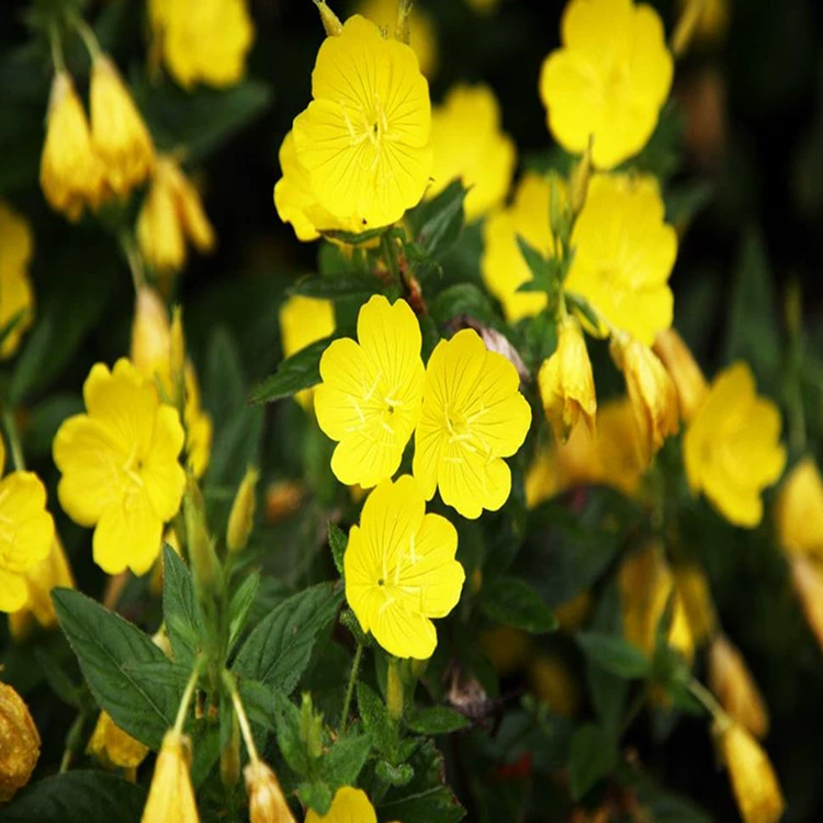 Семена Цветов Семена Примулы Вечерней Двор Балкон Растения Горшечные Цветы Полные Сорта Большая Скидка