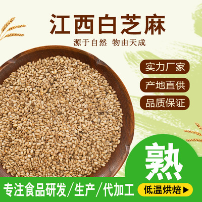 低温烘培熟白芝麻 熟五谷杂粮磨粉 豆浆原料 批发优质白芝麻厂家