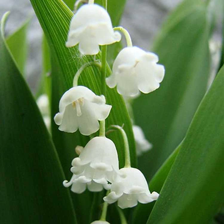 Ландыш в горшке ароматные мелкие семена укоренившиеся Цветочные саженцы в горшке двор комнатные ароматные цветы с бутоном в шарике Корень оптом