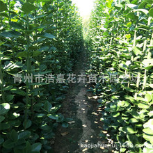 北海道黄杨树苗 北海道黄杨价格 盆栽 地栽 规格齐全 优惠多多