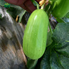 Zhongke Maohua Water Fruit Vegetable Seed Eight -Emperor Crispy Gourd Gourd Gourd Gourd Poly Captive Vegetable Gourd Seed