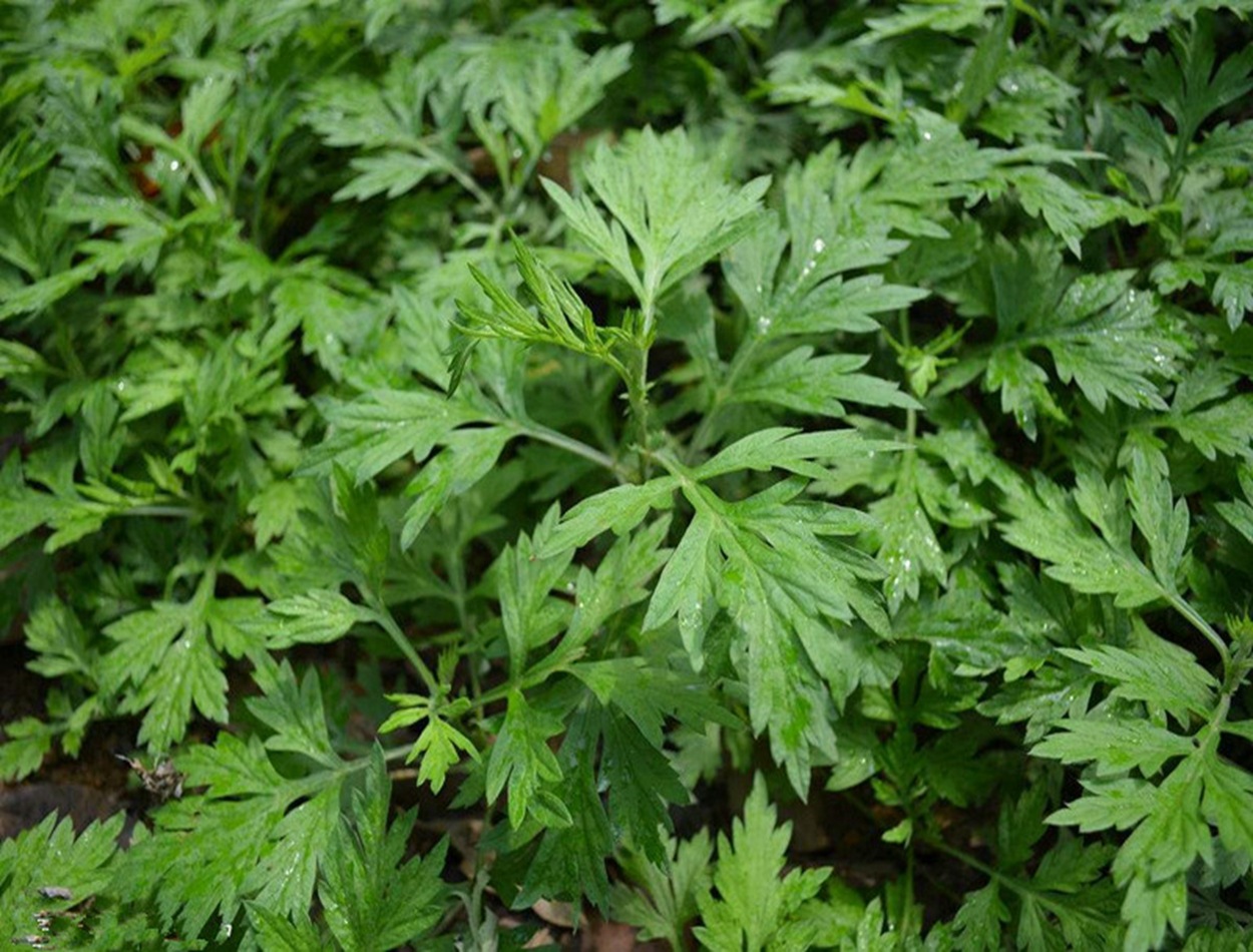 批发艾草新种子 艾草 五月艾 大叶艾草 江苏草籽公司香草-阿里巴巴