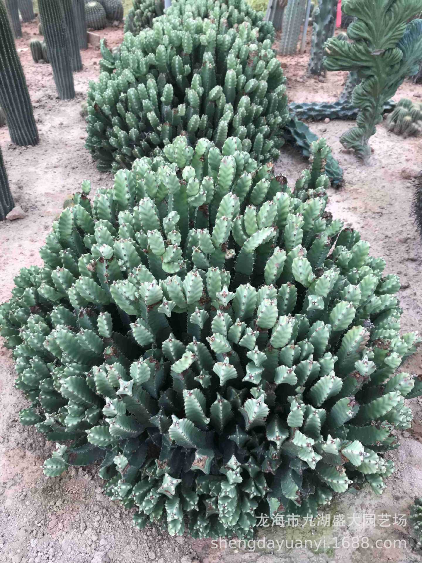 批发大型多浆植物 群生量天尺仙人柱沙生植物 秘鲁苹果仙人掌分叉-阿里巴巴