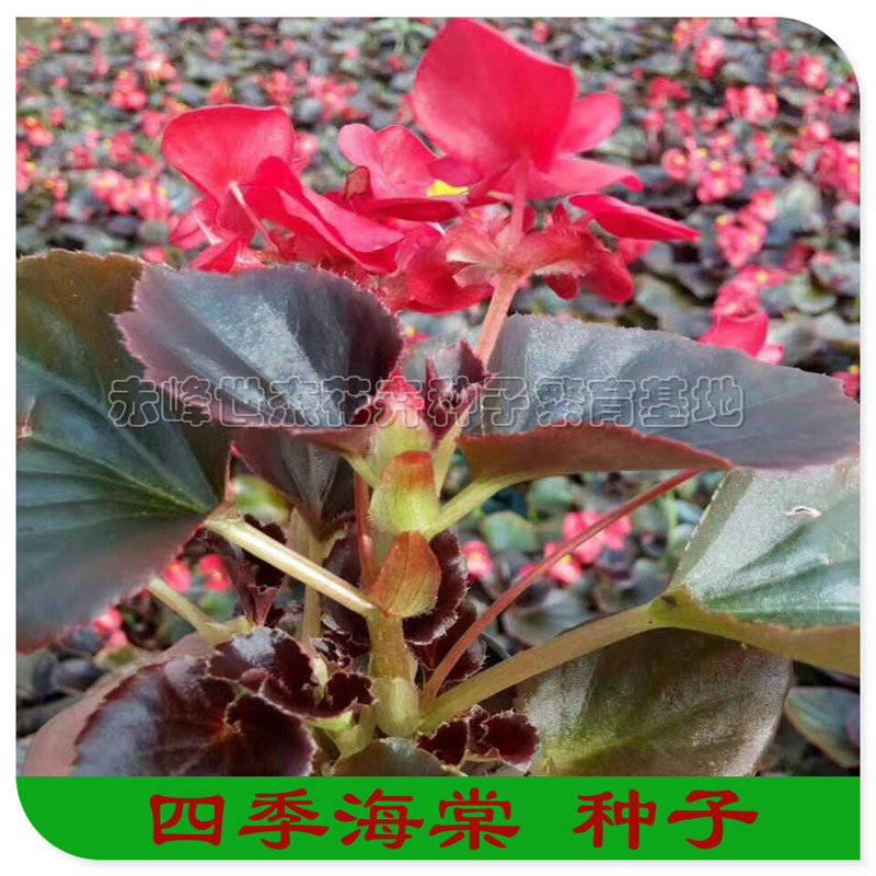 四季海棠种子盆栽海棠种籽海棠花多年生花卉秋海棠 阿里巴巴