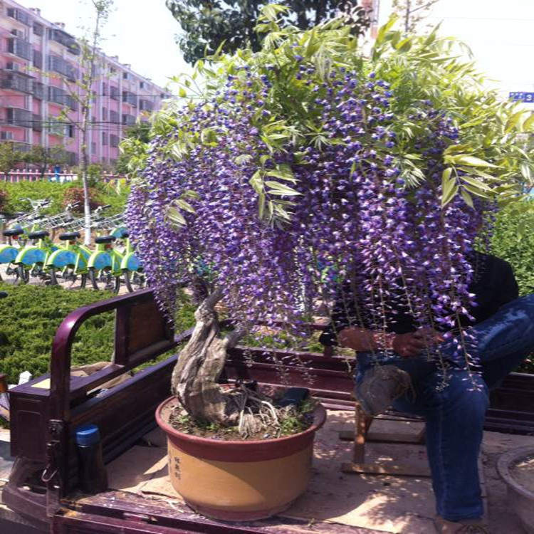 紫藤多花紫藤花树花卉红枫攀援爬藤植物围墙盆栽紫藤萝庭院绿植|ms