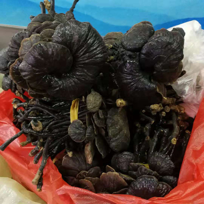 Bamboo Ling Zhi Zhu Zhi Dried Ganoderma Whole Fruiting Body Yunnan Origin 500g Culinary Herbal Use key features