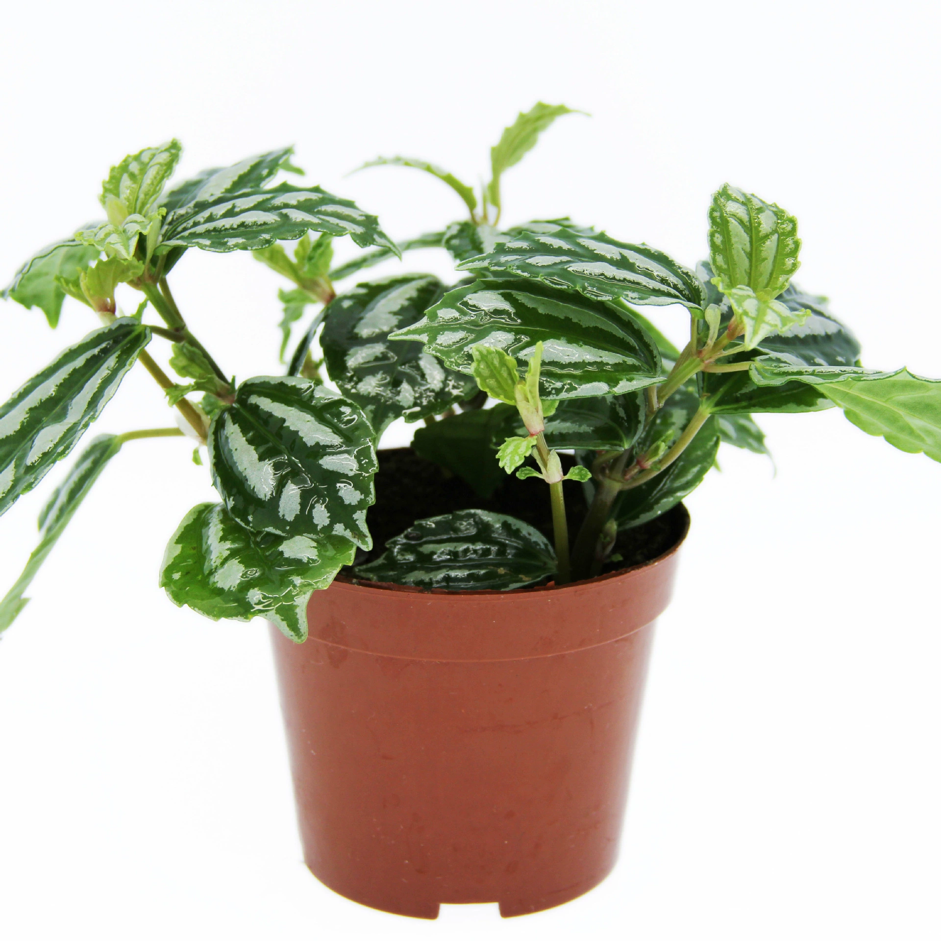 Мох микро Ландшафтный завод ландшафтный дизайн завод ледяная вода цветок холодная вода цветок Крытый зеленый горшок зеленое растение оптом