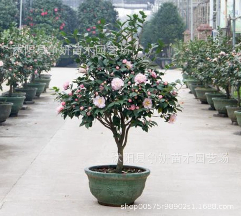 Оптовые саженцы камелии Камелия в горшках пятицветный красный Дэн с бутонами Four Seasons Камелия гексагональный красный чай саженцы сливы Бесплатная доставка