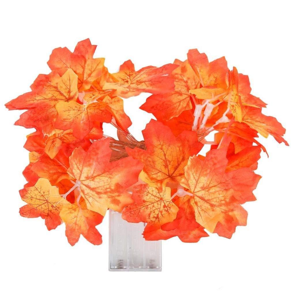 61Lb-afhpAL._SL1016_