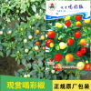 Chaotian pepper seeds applauded pepper seeds colorful chili seed chili pepper seeds to watch pepper seeds vegetable seeds