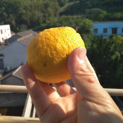 Sichuan Province fresh lemon Fruit Anyue lemon yellow 500 gram Starting from 5 catties Multiple