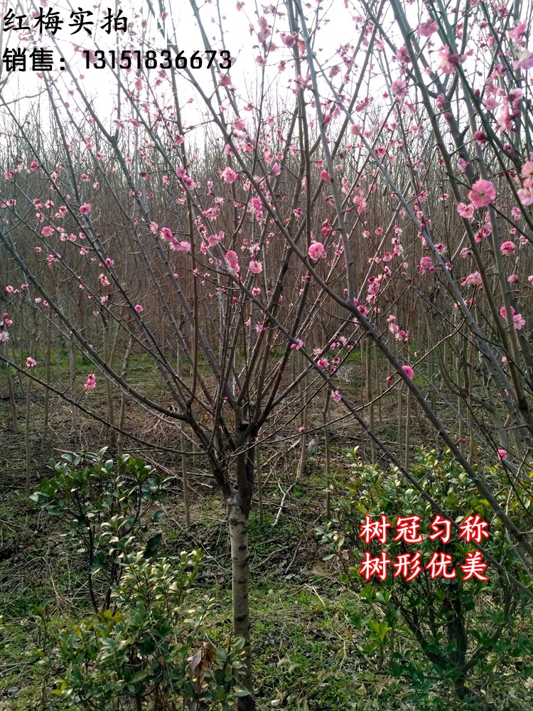 嫁接梅花树盆栽红梅美人梅耐寒花卉地栽庭院观赏厂区绿化梅花包邮 阿里巴巴 嫁接梅花树盆栽红梅美人梅耐寒花卉地栽庭院观赏厂区绿化梅花包邮 阿里巴巴