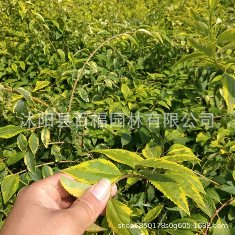 Саженцы искусственной глицинии (флористической) для проектов, оптом от производителя, декоративное растение с разноцветными листьями