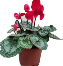 ���������r�������ɿ́������}�������ö��������ͺ�ֲ�ﺣ�Ļ�