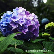 批发八仙花绣球花苗变色盆栽花卉庭院盆栽地栽无尽夏绣球