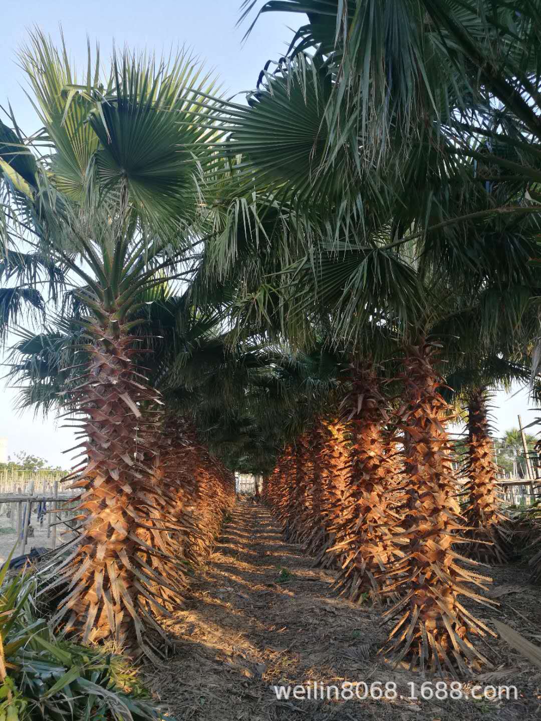 华棕（老人葵）