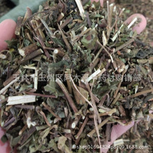 黄花母 黄花母品牌 图片 价格 黄花母批发 阿里巴巴