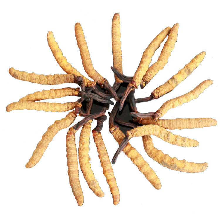 2019 New Tibet fresh Cordyceps dried food Complete Cordyceps 1.5 2/gram A generation of fat