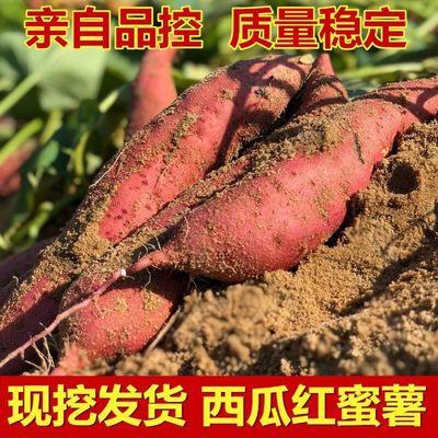 Bama sweet potato Red Farm fresh Digging minituber 5 pounds 9 pounds wholesale Fragrant and sweet Sweet potato