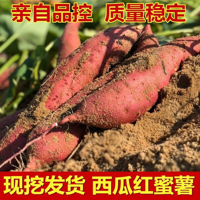 巴马红薯红心蜜薯农家新鲜采挖 中薯小薯5斤9斤批发软糯香甜地瓜|ms