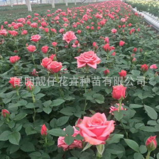 �������l�¼�õ�彑����ܰ �tɫ���� ����������