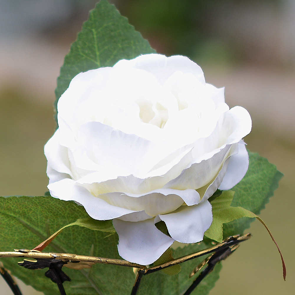 单支圆苞夜玫瑰花 颜色->白色