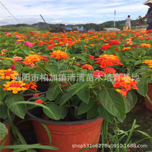 马樱丹 马樱丹品牌 图片 价格 马樱丹批发 阿里巴巴