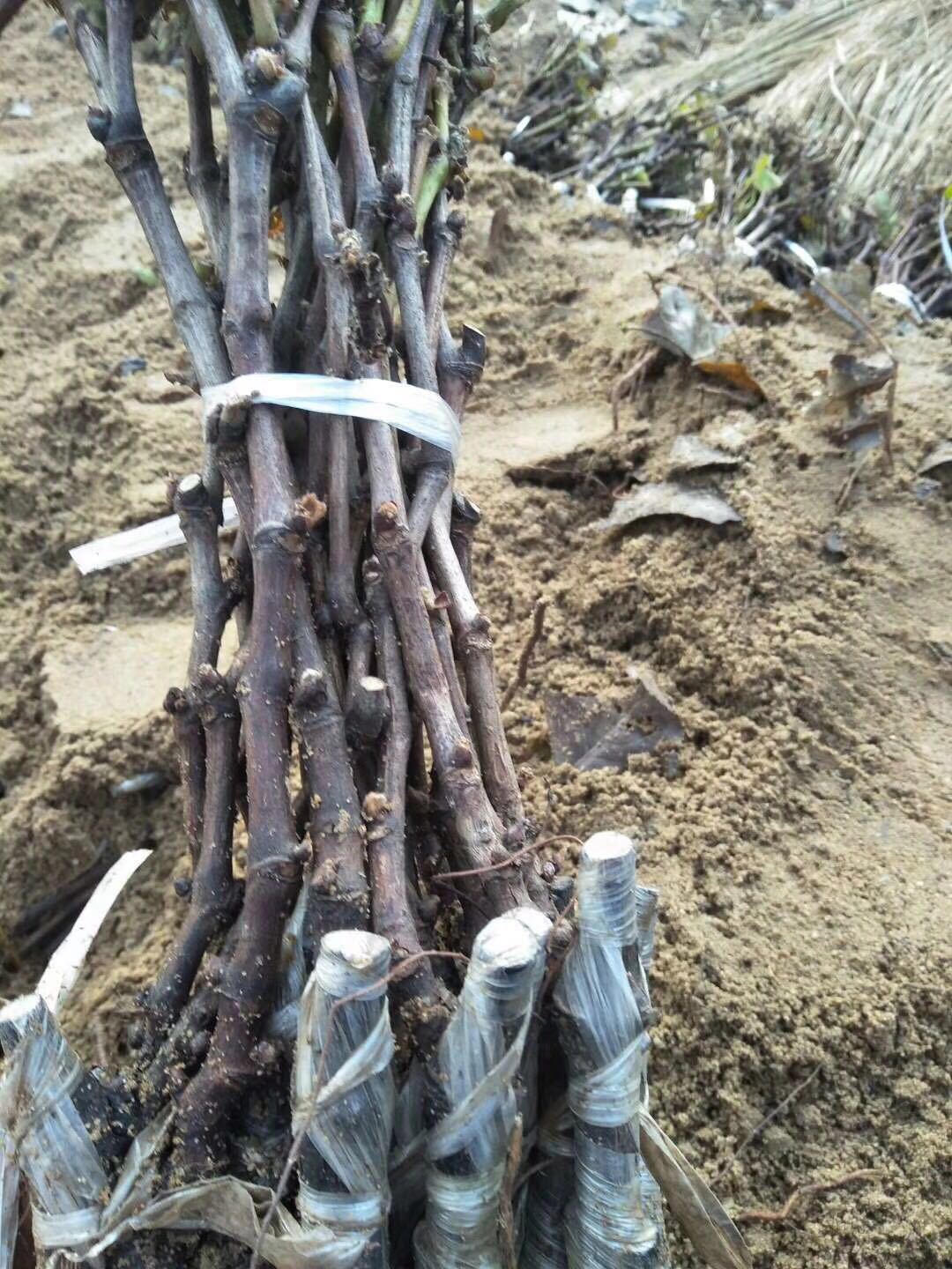 微信图片_20181222194153