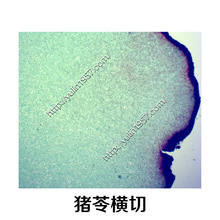 �i�ߙM�Ќ����Ƭ ��ș��Ƭ ������������@΢�R��Ƭ���l